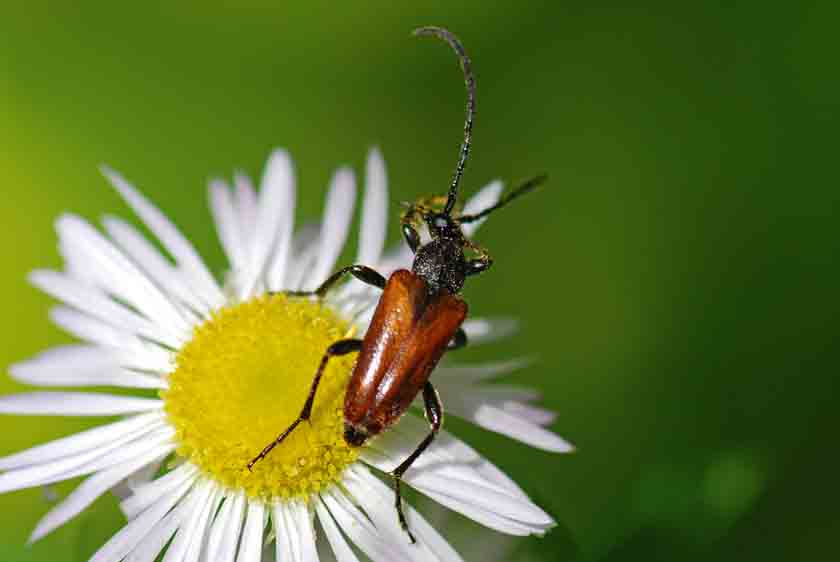 Anastrangalia sanguinolenta  dei dubbi (risolti)